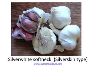 Silverwhite softneck (Silverskin type)
www.southernexposure.com
 