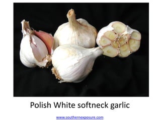 Polish White softneck garlic
www.southernexposure.com
 