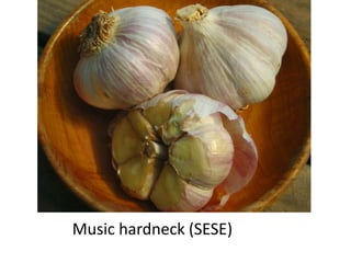 Growing great garlic4