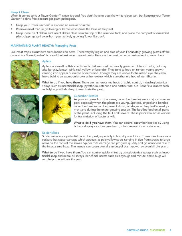 Growing guide cucumbers