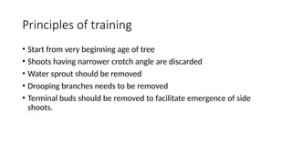 Principles of training
• Start from very beginning age of tree
• Shoots having narrower crotch angle are discarded
• Water sprout should be removed
• Drooping branches needs to be removed
• Terminal buds should be removed to facilitate emergence of side
shoots.
 