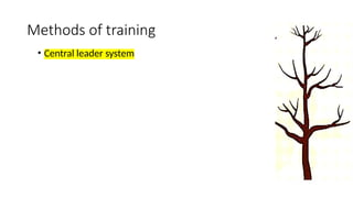 Methods of training
• Central leader system
 