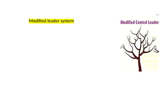 Modified leader system
 