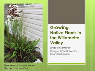 Growing Native Plants in the Willamette Valley Linda R McMahan Oregon State University Extension Service Deer fern at Connie Hanson Garden, Lincoln City 