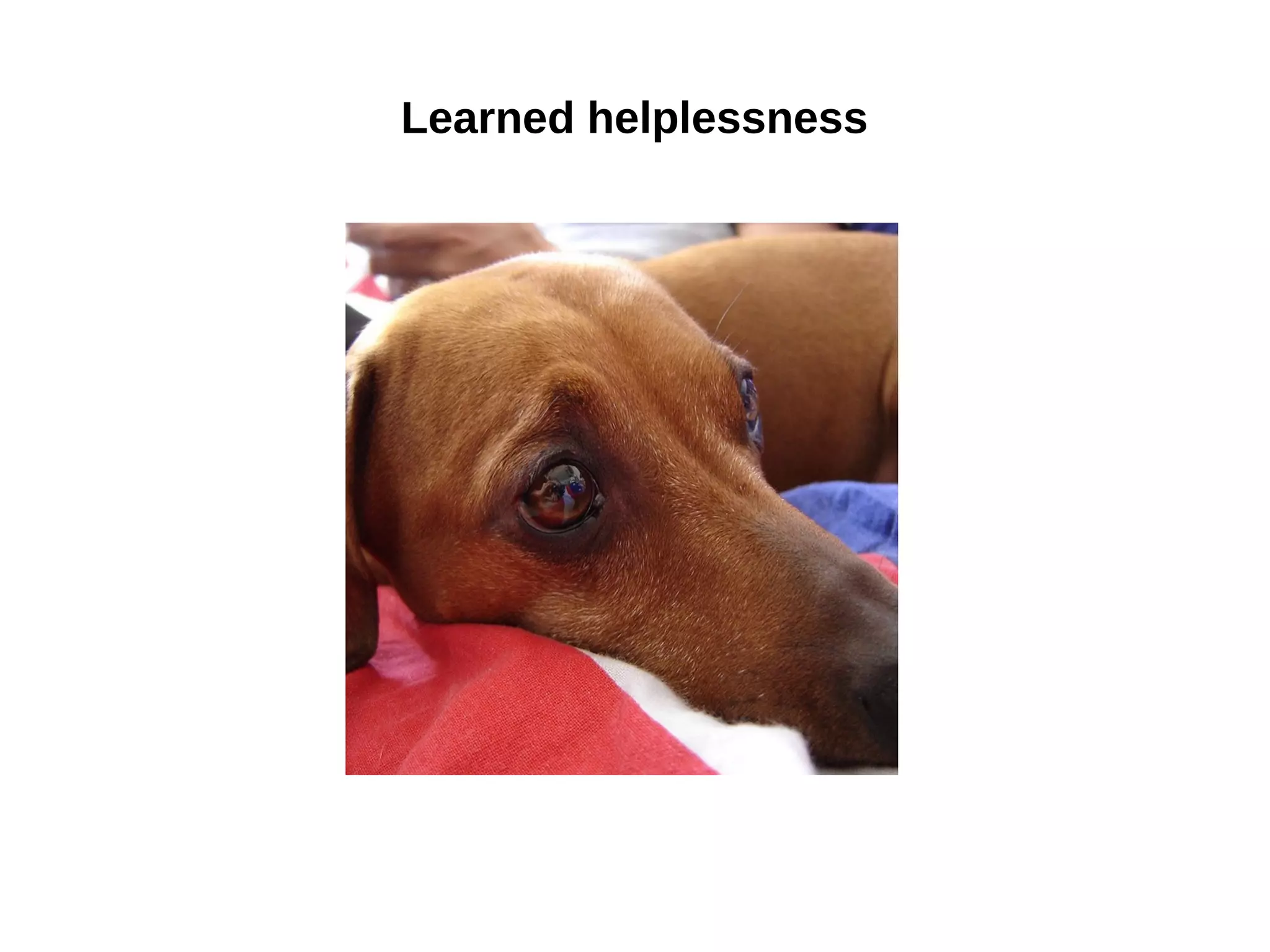 Learned helplessness
 