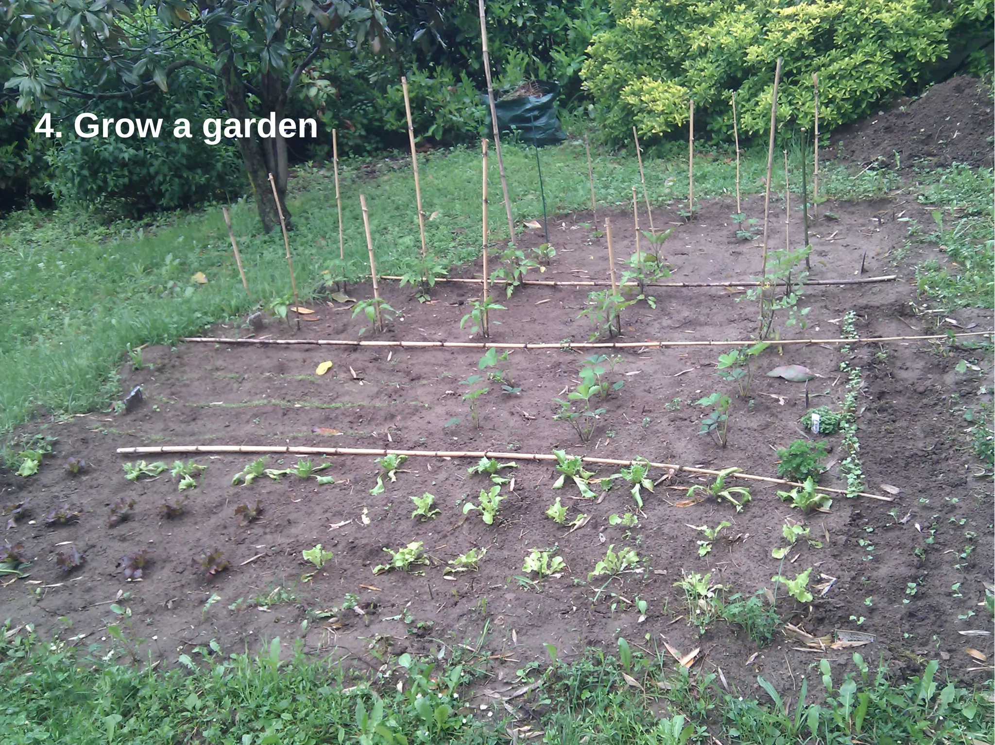 4. Grow a garden
 