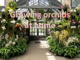 Growing orchids
at home
 