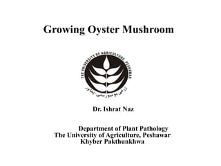 Growing Oyster Mushroom
Dr. Ishrat Naz
Department of Plant Pathology
The University of Agriculture, Peshawar
Khyber Pakthunkhwa
 