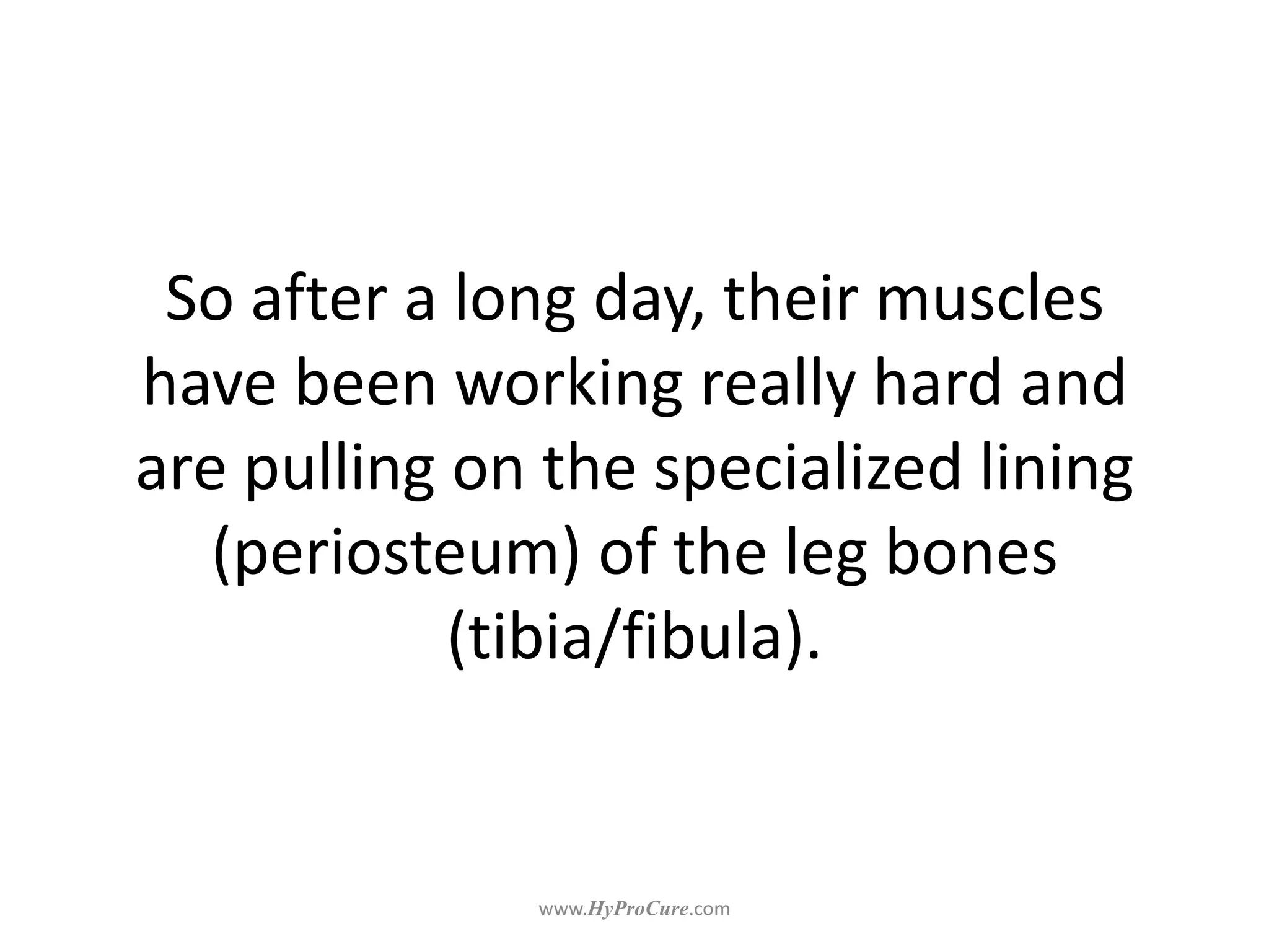 So after a long day, their muscles
have been working really hard and
are pulling on the specialized lining
(periosteum) of the leg bones
(tibia/fibula).
 