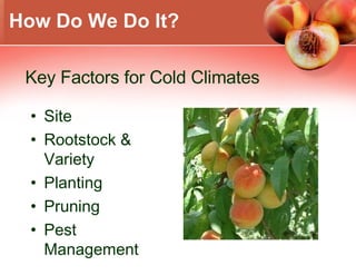 How Do We Do It? Site Rootstock & Variety Planting Pruning Pest Management Key Factors for Cold Climates 