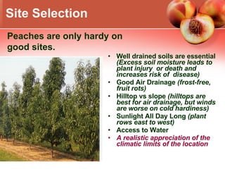 Site Selection Well drained soils are essential  (Excess soil moisture leads to plant injury  or death and  increases risk of  disease)   Good Air Drainage  (frost-free, fruit rots) Hilltop vs slope  (hilltops are best for air drainage, but winds are worse on cold hardiness) Sunlight All Day Long  (plant rows east to west) Access to Water A realistic appreciation of the climatic limits of the location  Peaches are only hardy on good sites. 