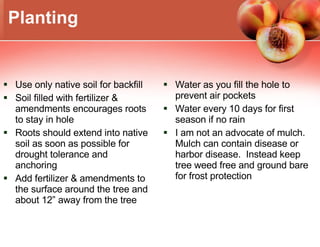 Planting Use only native soil for backfill Soil filled with fertilizer & amendments encourages roots to stay in hole Roots should extend into native soil as soon as possible for drought tolerance and anchoring Add fertilizer & amendments to the surface around the tree and about 12” away from the tree Water as you fill the hole to prevent air pockets Water every 10 days for first season if no rain I am not an advocate of mulch.  Mulch can contain disease or harbor disease.  Instead keep tree weed free and ground bare for frost protection 