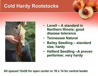 Cold Hardy Rootstocks Lovell – A standard in Northern Illinois; good disease tolerance Tennessee Natural Bailey Seedling – standard size, hardy Halford Seedling –A proven performer, very hardy All spaced 12x20 for open center or 10 x 14 for central leader 