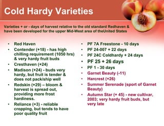 PF 7A Freestone - 10 days PF 24-007 + 22 days PF 24C Coldhardy + 24 days PF 25 + 26 days PF 1 - 30 days Garnet Beauty (-11) Harcrest (+26) Summer Serenade (sport of Garnet Beauty) Autumn Star (+ 45) - new cultivar, 2003; very hardy fruit buds, but very late Cold Hardy Varieties Red Haven Contender (+18) - has high chilling requirement (1050 hrs) & very hardy fruit buds Cresthaven (+24) Madison (+24) - buds very hardy, but fruit is tender & does not pack/ship well Redskin (+29) – bloom & harvest is spread out, providing more frost hardiness. Reliance (+3) - reliable cropping, but tends to have poor quality fruit Varieties + or - days of harvest relative to the old standard Redhaven & have been developed for the upper Mid-West area of theUnited States 