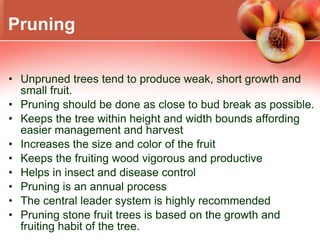 Pruning Unpruned trees tend to produce weak, short growth and small fruit. Pruning should be done as close to bud break as possible. Keeps the tree within height and width bounds affording easier management and harvest Increases the size and color of the fruit Keeps the fruiting wood vigorous and productive Helps in insect and disease control Pruning is an annual process The central leader system is highly recommended Pruning stone fruit trees is based on the growth and fruiting habit of the tree. 