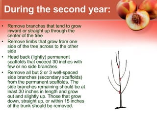 During the second year: Remove branches that tend to grow inward or straight up through the center of the tree Remove limbs that grow from one side of the tree across to the other side Head back (lightly) permanent scaffolds that exceed 30 inches with few or no side branches Remove all but 2 or 3 well-spaced side branches (secondary scaffolds) from the permanent scaffolds. The side branches remaining should be at least 30 inches in length and grow out and slightly up. Those that grow down, straight up, or within 15 inches of the trunk should be removed. 