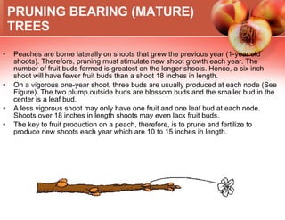 PRUNING BEARING (MATURE) TREES Peaches are borne laterally on shoots that grew the previous year (1-year old shoots). Therefore, pruning must stimulate new shoot growth each year. The number of fruit buds formed is greatest on the longer shoots. Hence, a six inch shoot will have fewer fruit buds than a shoot 18 inches in length. On a vigorous one-year shoot, three buds are usually produced at each node (See Figure). The two plump outside buds are blossom buds and the smaller bud in the center is a leaf bud. A less vigorous shoot may only have one fruit and one leaf bud at each node. Shoots over 18 inches in length shoots may even lack fruit buds. The key to fruit production on a peach, therefore, is to prune and fertilize to produce new shoots each year which are 10 to 15 inches in length. 