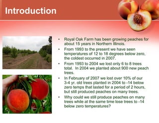 Royal Oak Farm has been growing peaches for about 15 years in Northern Illinois. From 1993 to the present we have seen temperatures of 12 to 18 degrees below zero, the coldest occurred in 2007. From 1993 to 2004 we lost only 6 to 8 trees total.  In 2004 we planted about 900 new peach trees. In February of 2007 we lost over 10% of our 3-4 yr. old trees planted in 2004 to -14 below zero temps that lasted for a period of 2 hours, but still produced peaches on many trees. Why could we still produce peaches on many trees while at the same time lose trees to -14 below zero temperatures? Introduction 