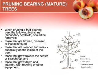 When pruning a fruit-bearing tree, the following branches (secondary scaffolds) should be removed: those that are broken, diseased, or insect infested, those that are slender and weak - especially on the inside of the tree, those that grow toward the center or straight up, and those that grow down and interfere with mowing or other equipment. PRUNING BEARING (MATURE) TREES 