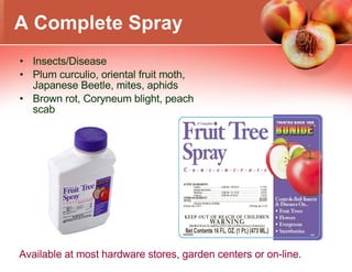 A Complete Spray Insects/Disease Plum curculio, oriental fruit moth, Japanese Beetle, mites, aphids Brown rot, Coryneum blight, peach scab Available at most hardware stores, garden centers or on-line. 