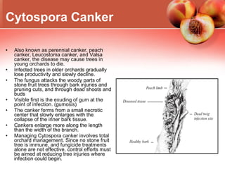 Cytospora Canker   Also known as perennial canker, peach canker, Leucostoma canker, and Valsa canker, the disease may cause trees in young orchards to die. Infected trees in older orchards gradually lose productivity and slowly decline. The fungus attacks the woody parts of stone fruit trees through bark injuries and pruning cuts, and through dead shoots and buds  Visible first is the exuding of gum at the point of infection. (gumosis) The canker forms from a small necrotic center that slowly enlarges with the collapse of the inner bark tissue. Cankers enlarge more along the length than the width of the branch.  Managing Cytospora canker involves total orchard management. Since no stone fruit tree is immune, and fungicide treatments alone are not effective, control efforts must be aimed at reducing tree injuries where infection could begin.  