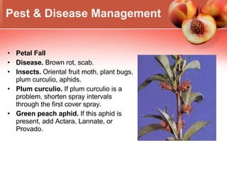 Petal Fall  Disease.  Brown rot, scab.  Insects.  Oriental fruit moth, plant bugs, plum curculio, aphids.  Plum curculio.  If plum curculio is a problem, shorten spray intervals through the first cover spray.  Green peach aphid.  If this aphid is present, add Actara, Lannate, or Provado. Pest & Disease Management 