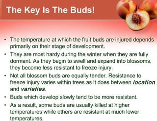 The temperature at which the fruit buds are injured depends primarily on their stage of development. They are most hardy during the winter when they are fully dormant. As they begin to swell and expand into blossoms, they become less resistant to freeze injury. Not all blossom buds are equally tender. Resistance to freeze injury varies within trees as it does between  location   and  varieties . Buds which develop slowly tend to be more resistant.  As a result, some buds are usually killed at higher temperatures while others are resistant at much lower temperatures. The Key Is The Buds! 