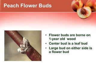 Flower buds are borne on 1-year old  wood  Center bud is a leaf bud  Large bud on either side is a flower bud Peach Flower Buds Photo: W.Lord  