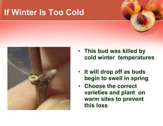 If Winter Is Too Cold This bud was killed by cold winter  temperatures  It will drop off as buds begin to swell in spring Choose the correct varieties and plant  on warm sites to prevent this loss Photo: W.Lord  