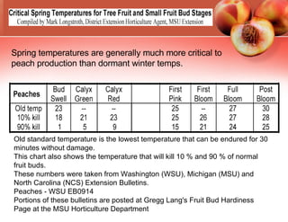 Old standard temperature is the lowest temperature that can be endured for 30 minutes without damage. This chart also shows the temperature that will kill 10 % and 90 % of normal fruit buds. These numbers were taken from Washington (WSU), Michigan (MSU) and North Carolina (NCS) Extension Bulletins. Peaches - WSU EB0914 Portions of these bulletins are posted at Gregg Lang's Fruit Bud Hardiness Page at the MSU Horticulture Department Spring temperatures are generally much more critical to peach production than dormant winter temps. 