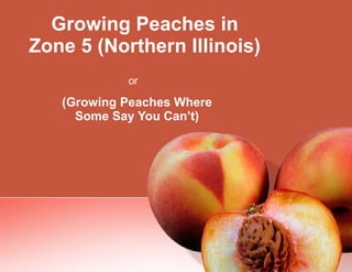 Growing Peaches in Zone 5 (Northern Illinois) (Growing Peaches Where Some Say You Can’t) or   or 