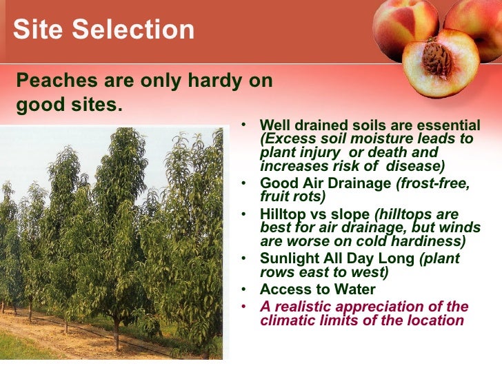 Growing Peaches In Climate Zone 5