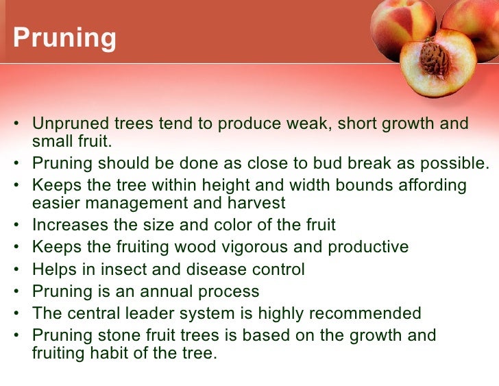 Growing Peaches In Climate Zone 5