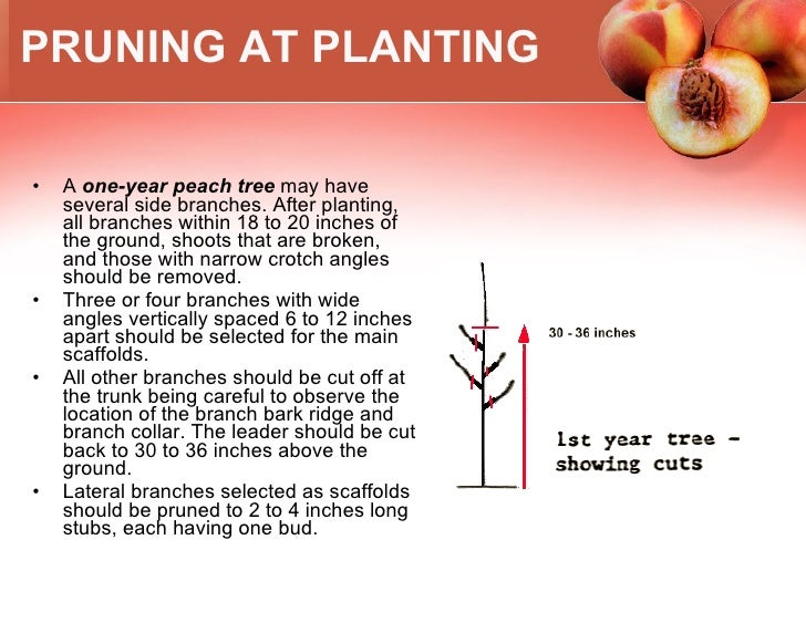 Growing Peaches In Climate Zone 5