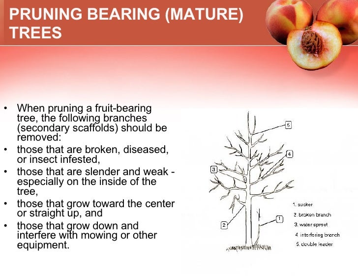 Growing Peaches In Climate Zone 5