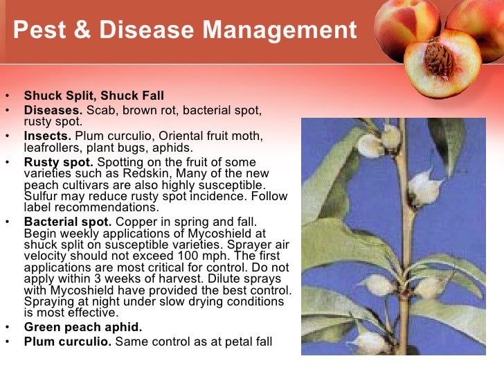 Growing Peaches In Climate Zone 5