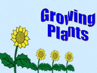 Growing  Plants 