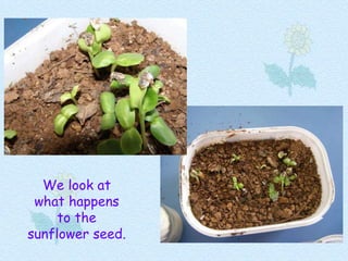 We look at what happens   to the sunflower seed. 