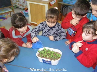 We water the plants. 