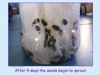 After 4 days the seeds begin to sprout. 