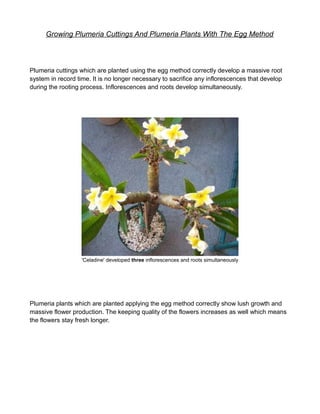 Growing Plumeria Cuttings And Plumeria Plants With The Egg Method



Plumeria cuttings which are planted using the egg method correctly develop a massive root
system in record time. It is no longer necessary to sacrifice any inflorescences that develop
during the rooting process. Inflorescences and roots develop simultaneously.




                   'Celadine' developed three inflorescences and roots simultaneously




Plumeria plants which are planted applying the egg method correctly show lush growth and
massive flower production. The keeping quality of the flowers increases as well which means
the flowers stay fresh longer.
 