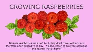 GROWING RASPBERRIES
Because raspberries are a soft fruit, they don’t travel well and are
therefore often expensive to buy - A good reason to grow this delicious
and healthy fruit at home.
 