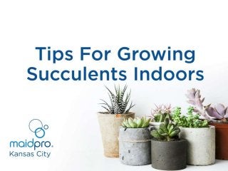 Tips For Growing Succulents Indoors
MaidPro Kansas City
 