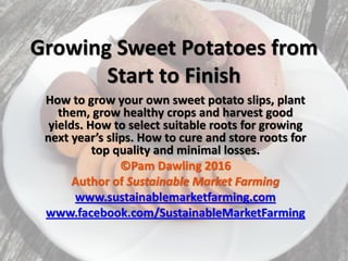 Growing Sweet Potatoes from
Start to Finish
How to grow your own sweet potato slips, plant
them, grow healthy crops and harvest good
yields. How to select suitable roots for growing
next year’s slips. How to cure and store roots for
top quality and minimal losses.
©Pam Dawling 2016
Author of Sustainable Market Farming
www.sustainablemarketfarming.com
www.facebook.com/SustainableMarketFarming
 