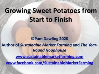 Growing Sweet Potatoes from
Start to Finish
©Pam Dawling 2020
Author of Sustainable Market Farming and The Year-
Round Hoophouse
www.sustainablemarketfarming.com
www.facebook.com/SustainableMarketFarming
 