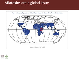 Measuring and mitigating the risk of mycotoxins in maize and dairy products for poor consumers in Kenya