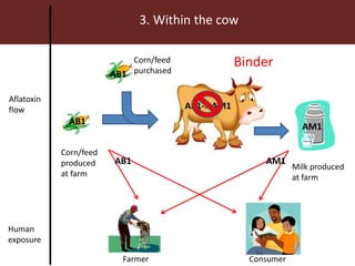 Measuring and mitigating the risk of mycotoxins in maize and dairy products for poor consumers in Kenya