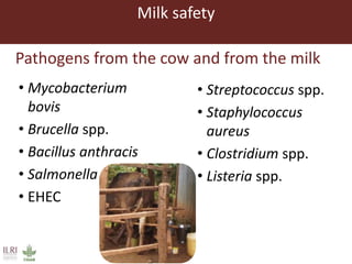 Measuring and mitigating the risk of mycotoxins in maize and dairy products for poor consumers in Kenya