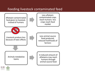 Measuring and mitigating the risk of mycotoxins in maize and dairy products for poor consumers in Kenya