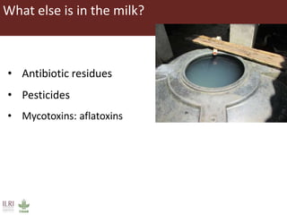 Measuring and mitigating the risk of mycotoxins in maize and dairy products for poor consumers in Kenya